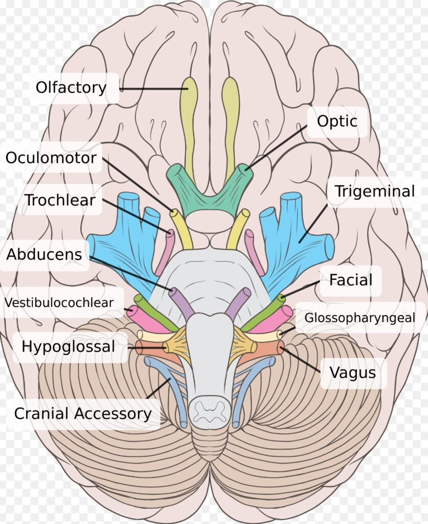 Brain human normal inferior view (source : wikipedia)